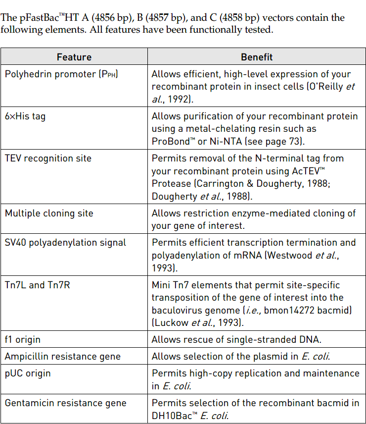 pFastBacHT B 载体特征